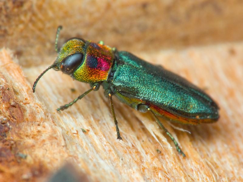 Anthaxia signaticollis Krynicky, 1832